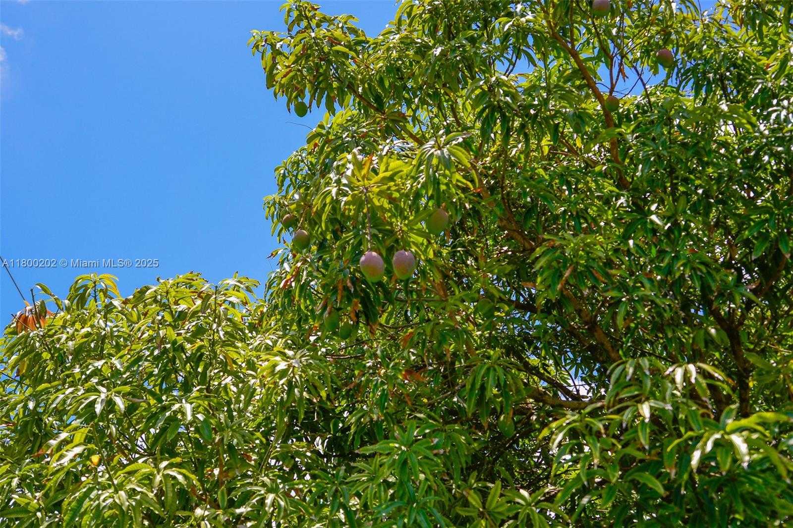 Small Image of 611 SOUTH WEST 8TH ST, Hallandale Beach Number 44