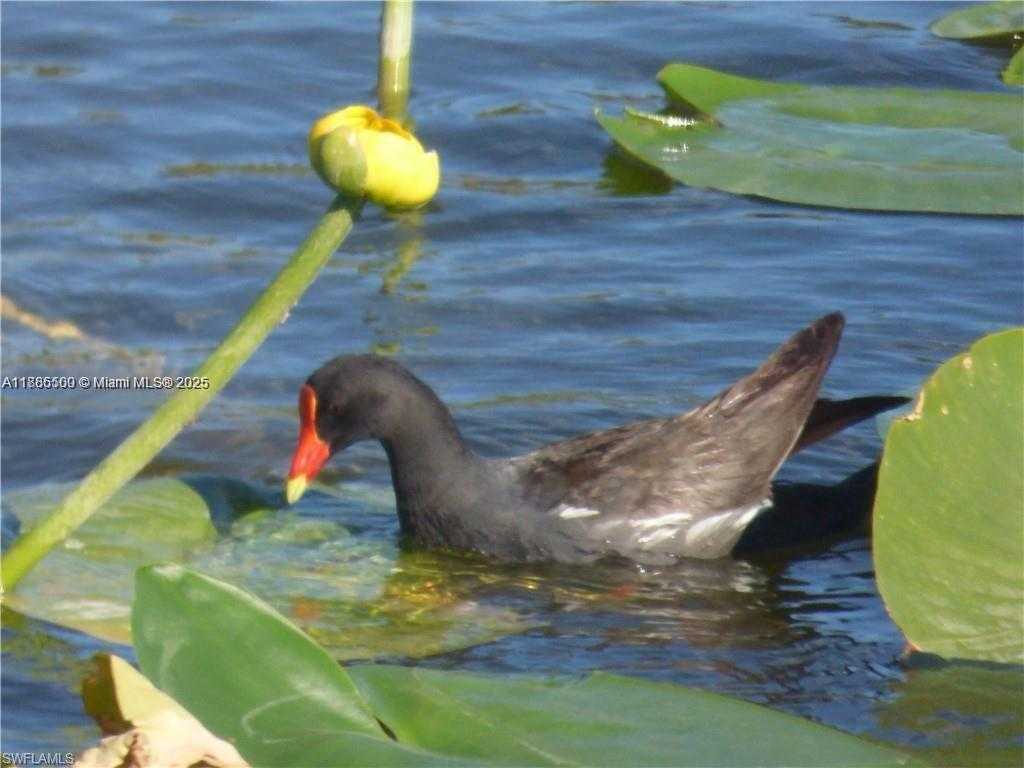 Small Image of Cape Coral Number 17