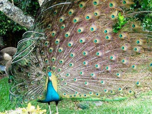 Small Image of 4922 FISHER ISLAND DR #4922, Miami Beach Number 46