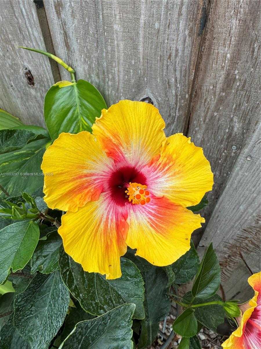 Small Image of 2306 LIBERTY ST #B, Hollywood Number 13