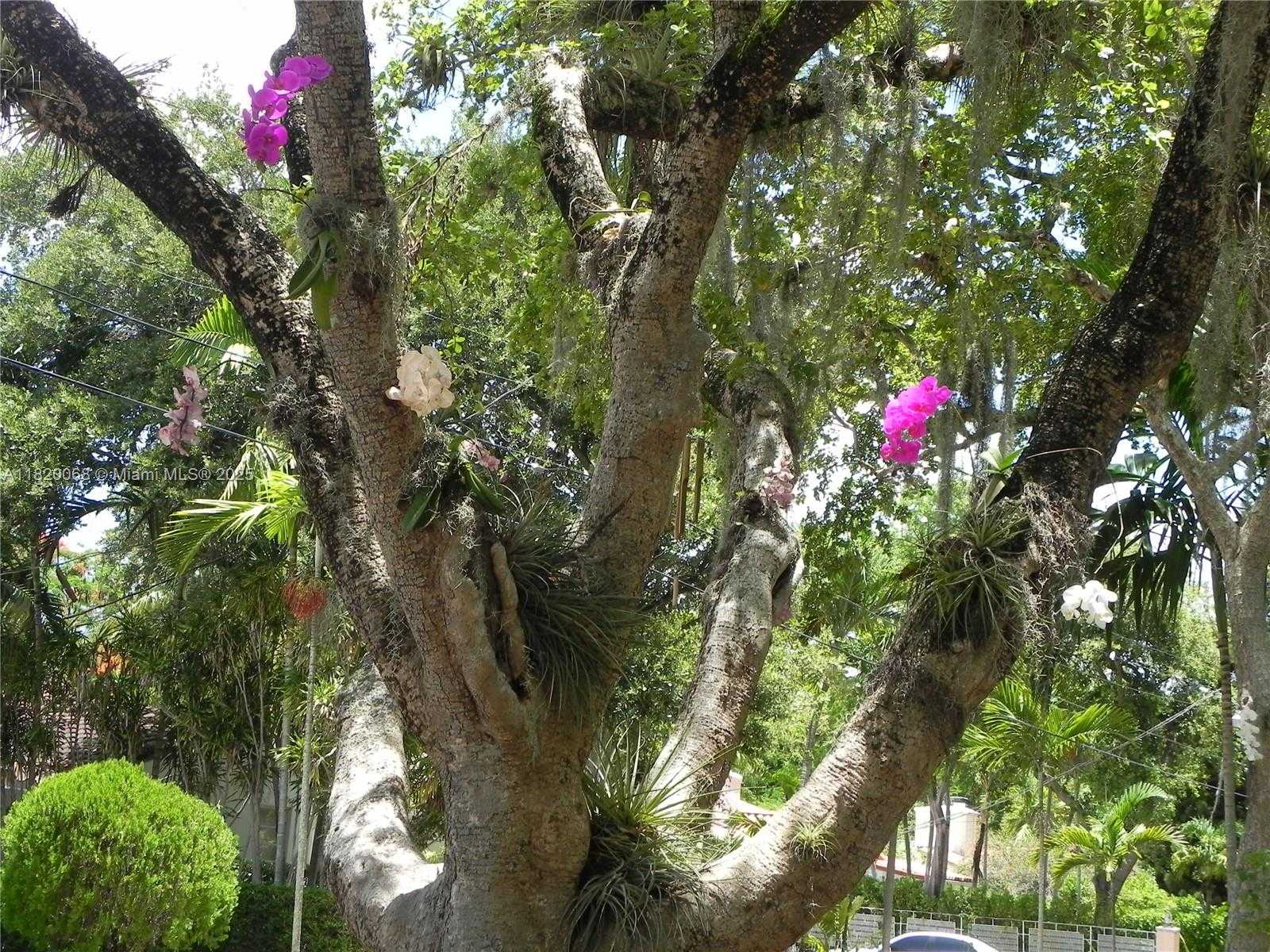 Small Image of Miami Number 37