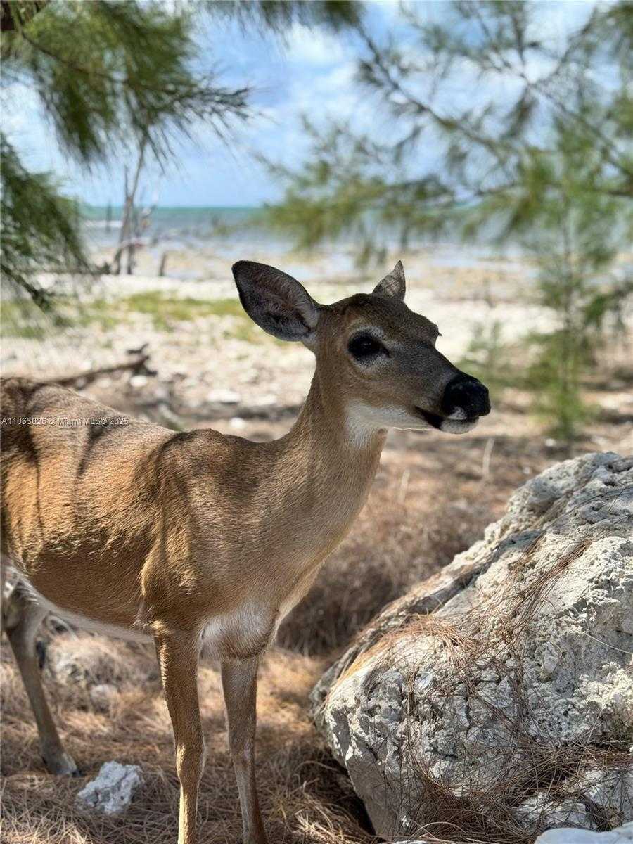 Small Image of 1557 LONG BEACH DR, Big Pine Number 5